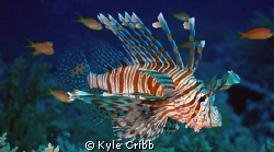Lionfish.  This guy would let you photograph him all day. by Kyle Cribb 